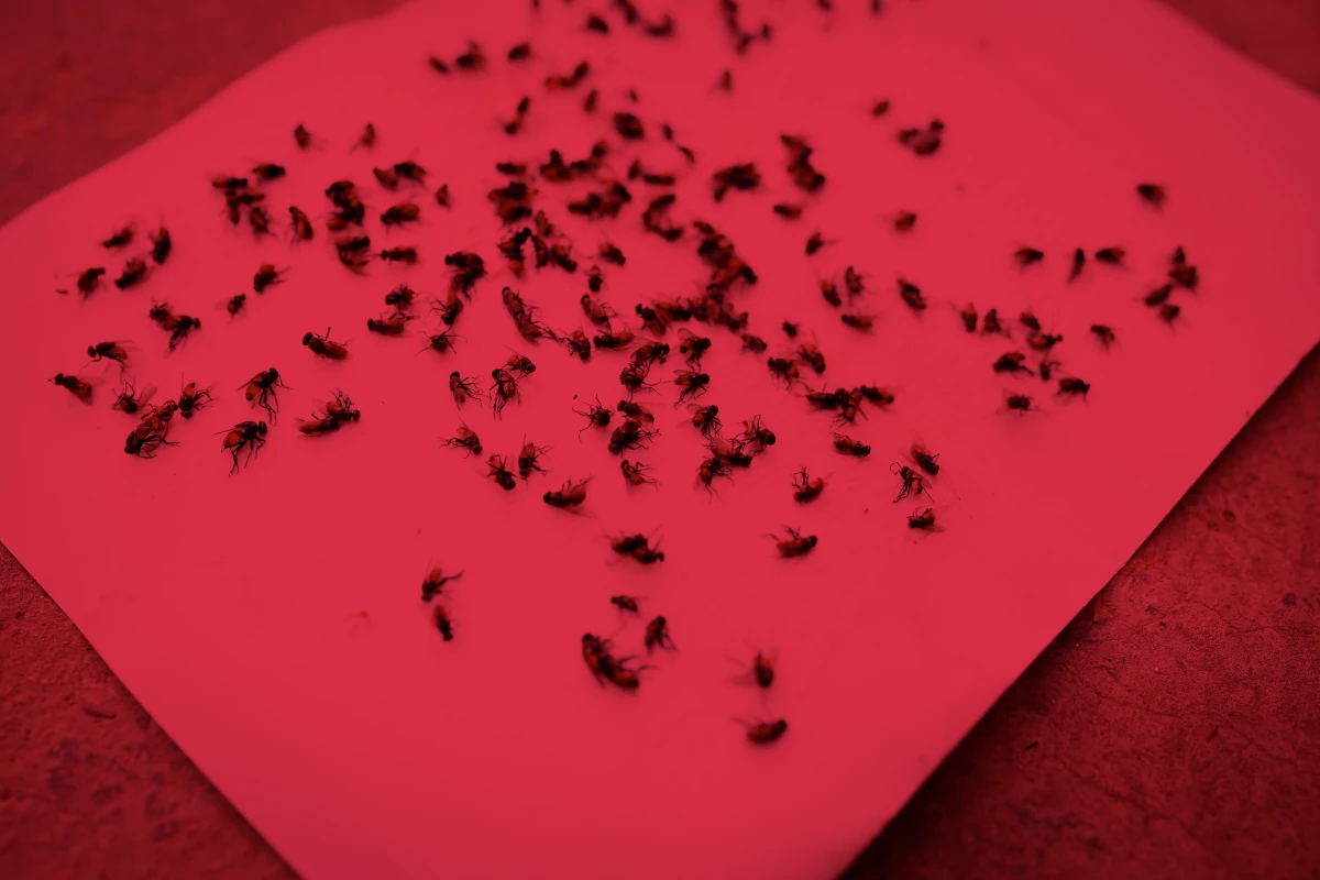 Our solutions for insect control