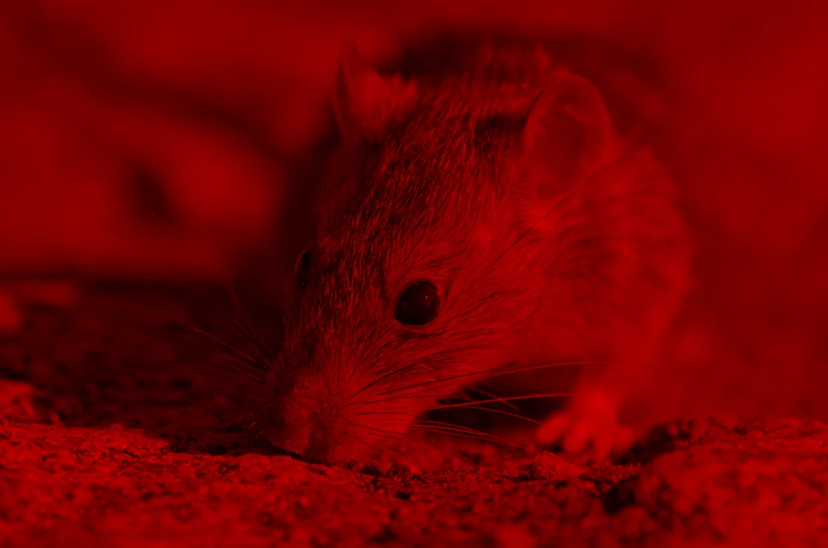 Our Rodent Control Solutions