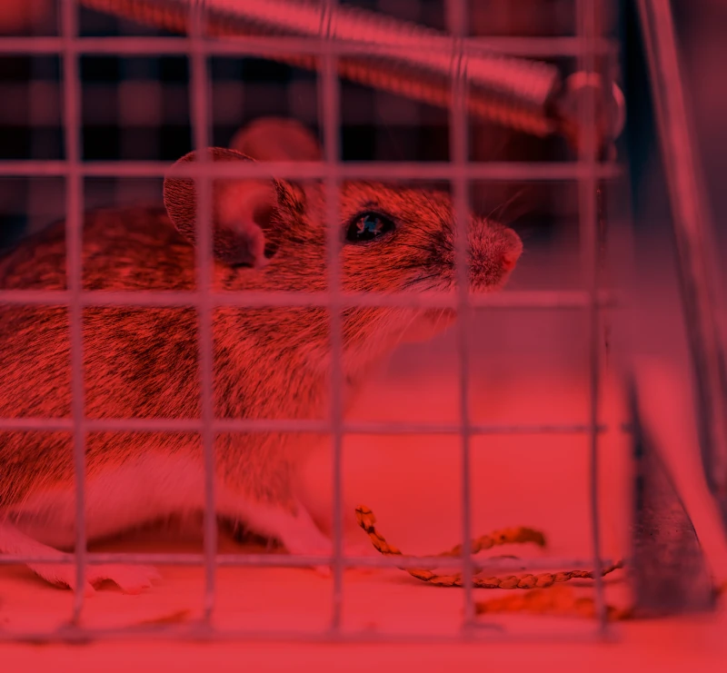 Rodent traps Canada